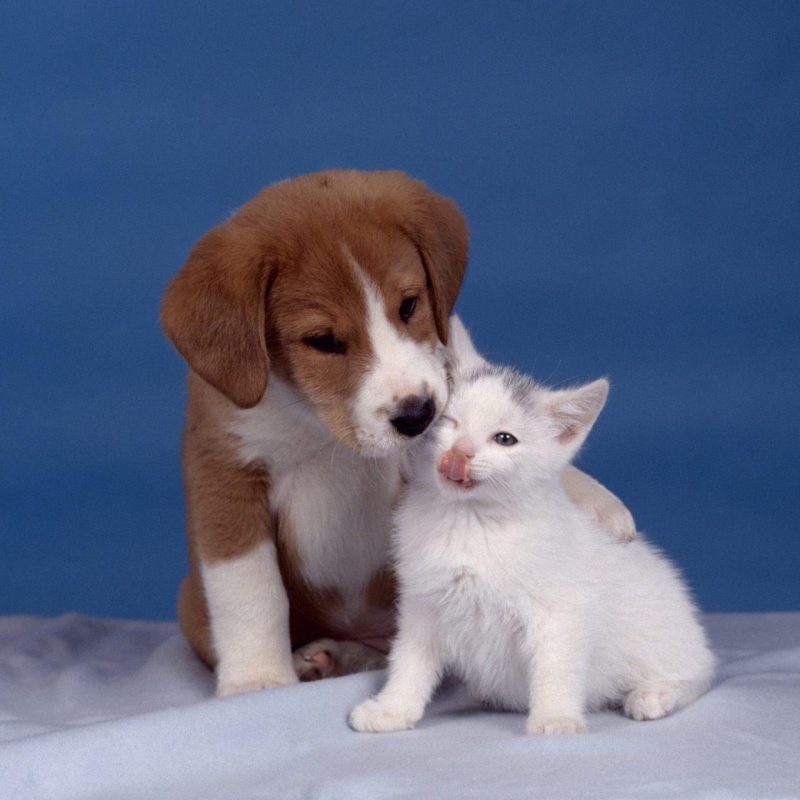 puppy-kitten-care-photo-wallpaper